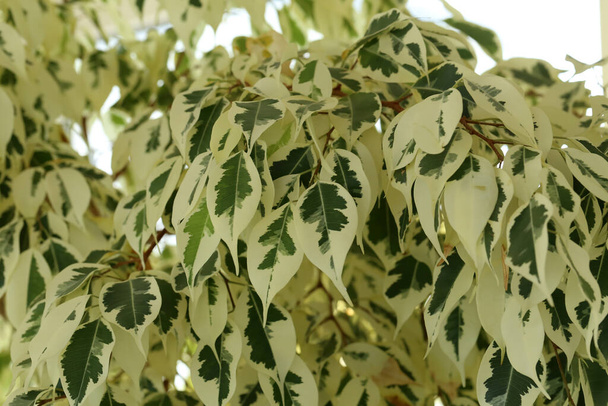 A - Variegated Ficus Benjamin amina - houseplant with a zoomed in view to show it colours
. - Фото, изображение
