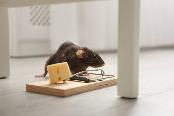 Rat and mousetrap with cheese indoors. Pest control - Photo, Image