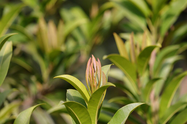zelené listy sapoty v růstu s rozostřeným zeleným přírodním pozadím - Fotografie, Obrázek