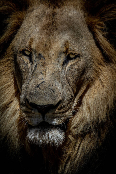 Detail velkého samce lva v rezervaci Welgevonden Game Reserve, Jihoafrická republika. - Fotografie, Obrázek