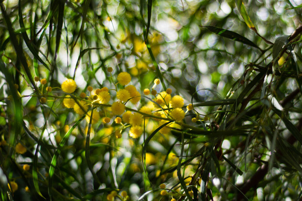 Весной зацветают миеловидное дерево (Acacia pycnantha, golden wattle), ярко-желтые цветки, куджонг, золотой венок wattle, оранжевый wattle, голубоватый wattle, акация saligna
 - Фото, изображение