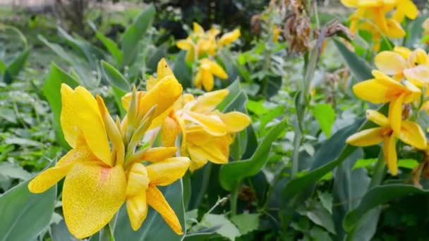 Gelbe Calla-Lilie, eine krautige, mehrjährige Blütenpflanze aus der Familie der Narzissengewächse. Sommer Umwelt Hintergründe Fotografie. - Filmmaterial, Video