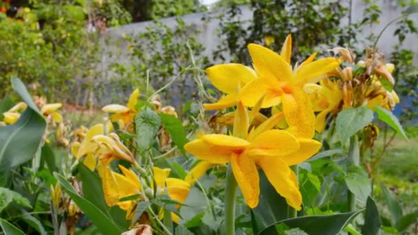 Sárga színű Calla liliom, a lágyszárú Daisy, évelő virágzó növények az Araceae Nárcisz család virágzik. Nyári környezet Háttérképek fotózás. - Felvétel, videó