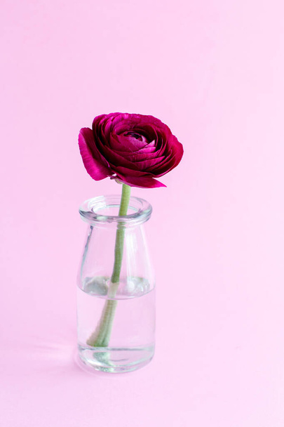 Composition printanière avec une fleur de ranunculus rouge foncé dans un jaron de verre sur fond rose clair
 - Photo, image