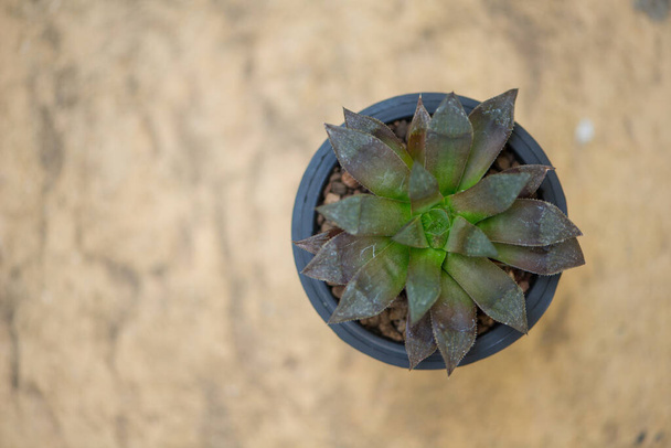 Haworthia cactus in flower pot - Photo, Image