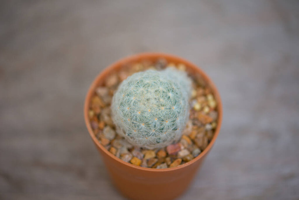 Mammillaria plumosa cactus in flower pot - Zdjęcie, obraz