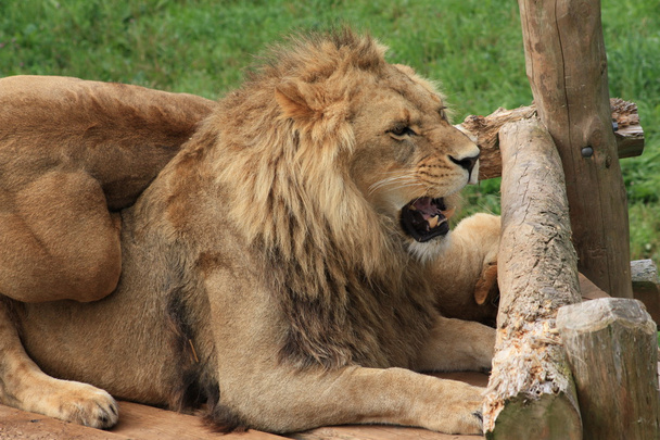 Löwen im Zoo - Foto, Bild
