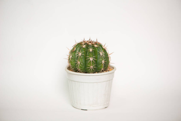 Melocactus en pot de fleurs sur fond blanc
 - Photo, image