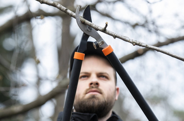 Pruning of trees with secateurs. Cutter, equipment. - Photo, Image