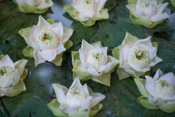 Gesloten lotus of waterlelie bloem - Foto, afbeelding