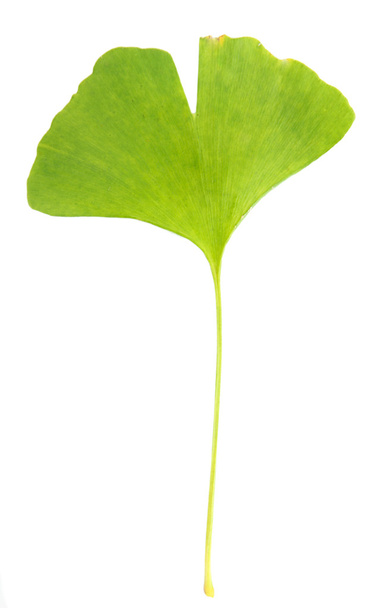 Ginkgo biloba leaf isolated on white - 写真・画像