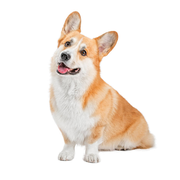 Portrait of a cute dog Corgi. He lies and looks - Photo, Image