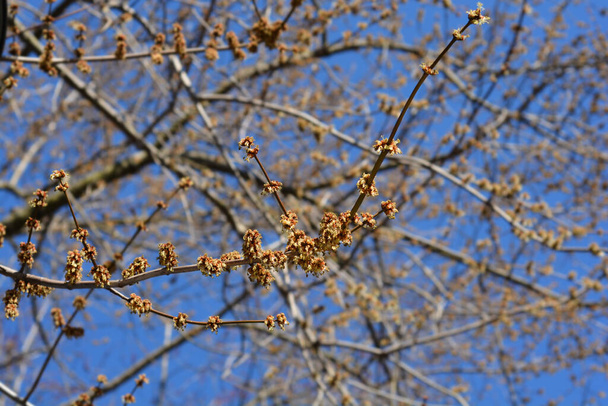 Серебряная ветвь клена с цветами - латинское название - Acer saccharinum - Фото, изображение