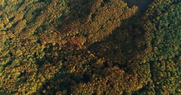 Oblast řezaných lesů uvnitř hustého lesa na podzim. - Záběry, video