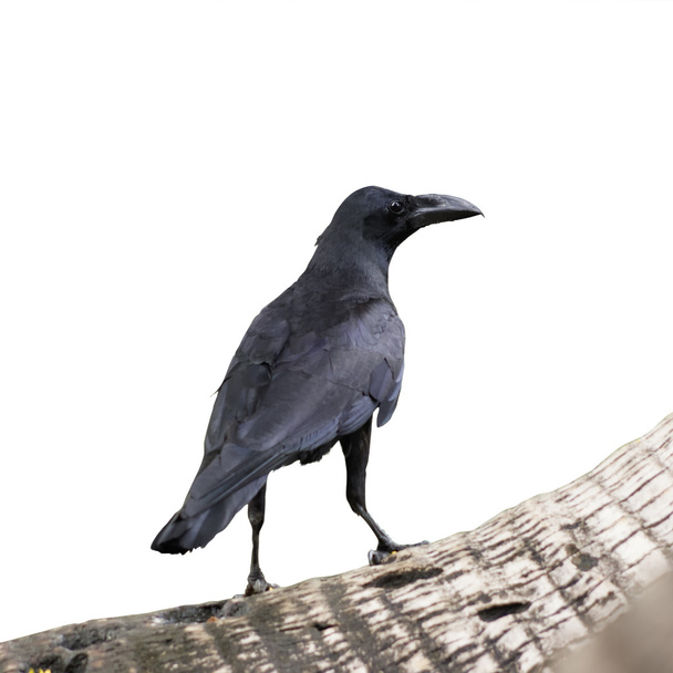 Crow - Photo, Image