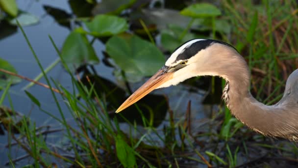 Heron klouže jazykem přes zobák po lovu - Záběry, video