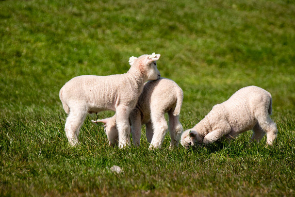 Ягнята і вівці на дамбі біля озера IJsselmeer, весняні краєвиди, Нідерланди Noordoostpolder Flevoland - Фото, зображення