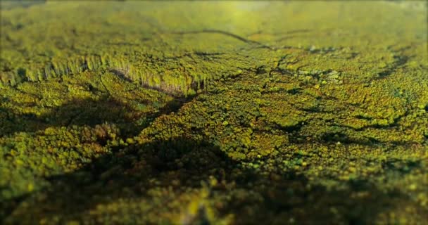 Een gebied van gekapt bos in een dicht bos in de herfst. - Video