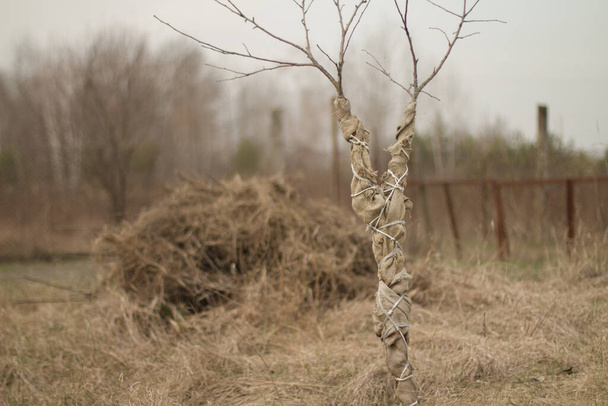Бурлап уволил юный ствол дерева. Защита саженцев от природных угроз
. - Фото, изображение