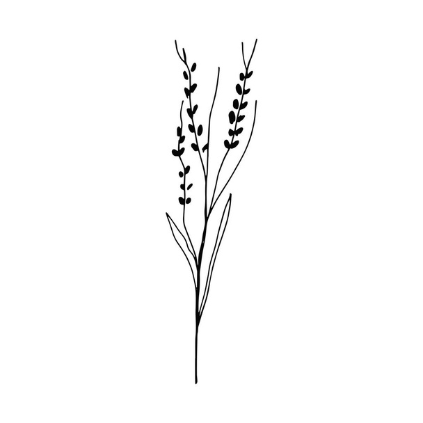 spikelets rye sprout sketch drawing on a white background vector - Foto, afbeelding