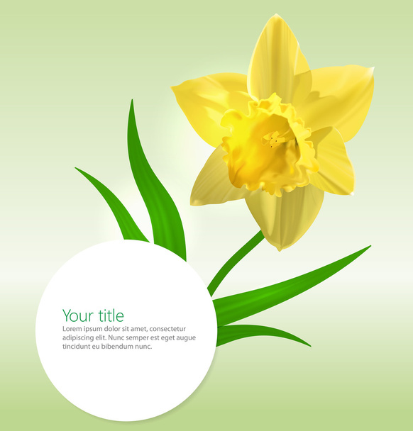 Vector background with Narcissus flower - Vector, Image