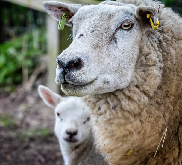Закрытие овец - овец - с ягненком на заднем плане весной
 - Фото, изображение