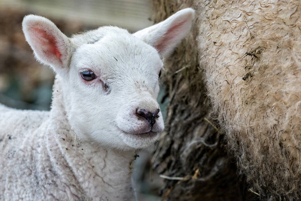 Close up of cute newborn Spring lamb - Фото, зображення