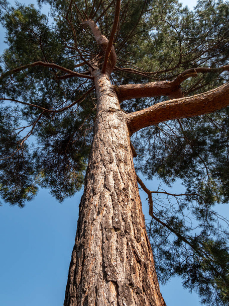 trunk of a pine tree in the park - Photo, Image