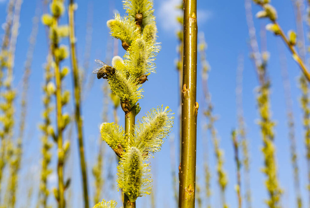 Western honey bee collecting pollen from male catkin willow (Salix sp.). Bee will later produce honey. - Photo, Image