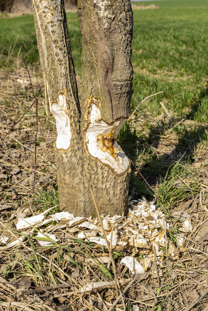 Видима свіжа активність бобра на дереві в весняний сезон у дикій природі
. - Фото, зображення