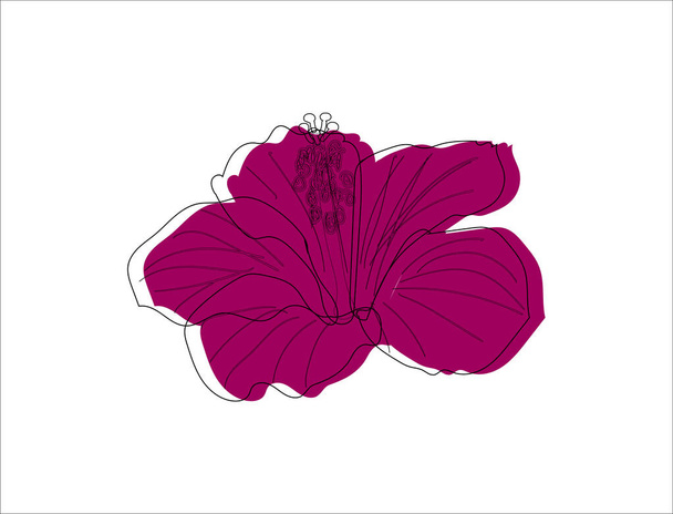 ハイビスカスの花の黒い輪郭が白地に花弁の右側のバーガンディに移り - ベクター画像
