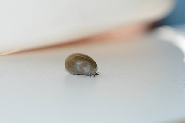 Blood-sucking ectoparasites  -  A tick soaked in blood on a white background - Photo, Image