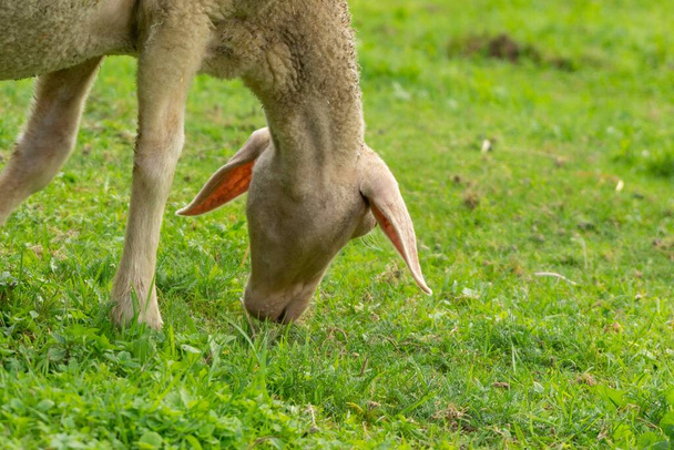 子羊は農場で草を食べる。Czech Republic - - 写真・画像