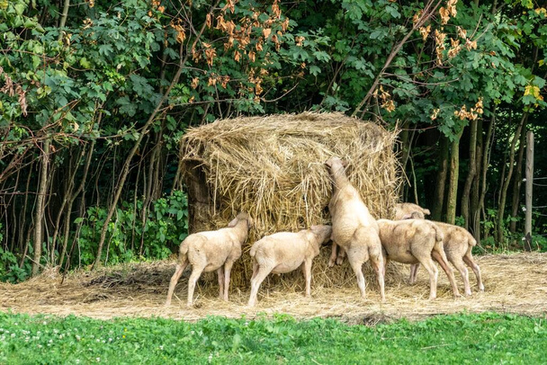 Lambs eating grass on the farm. Czech Republic - Photo, Image