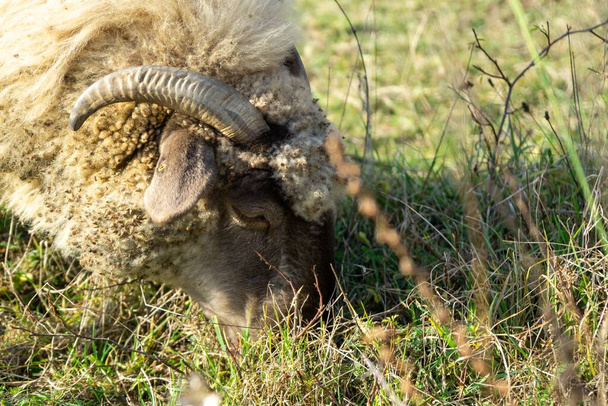Boynuzlu, otlakta ot yiyen koyun kafalı. Slovakya - Fotoğraf, Görsel