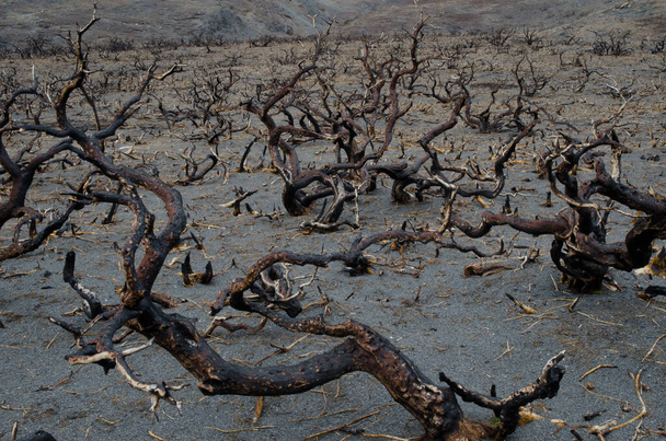 A Torres del Paine Nemzeti Parkban elégett zsugorföld a 2011-2012-es nagy tűzvészben. - Fotó, kép