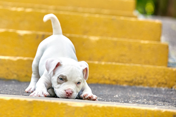 Een schattige puppy speelt op de trap. Begrip van de eerste stappen van het leven, dieren, een nieuwe generatie. Puppy Amerikaanse pestkop. Kopieerruimte - Foto, afbeelding