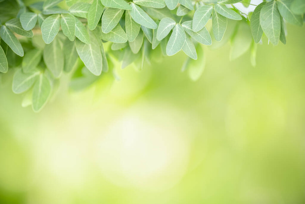 Close-up van prachtige natuur uitzicht groen blad op wazig groen achtergrond onder zonlicht met bokeh en kopieer ruimte met behulp van als achtergrond natuurlijke planten landschap, ecologie wallpaper concept. - Foto, afbeelding