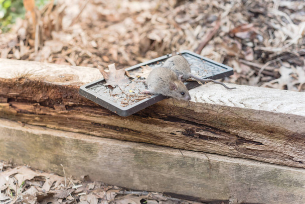 Captura del ratón en las trampas de pegamento negro de los postes de madera levantados de la cerca de la cama del jardín
 - Foto, Imagen