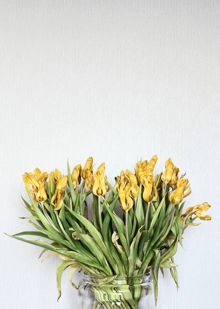 Wilted tulips in a glass vase. Bouquet of Yellow dried tulips on a white wall background - Foto, immagini