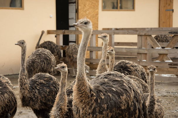 Ostrich, a flock of ostriches on an ostrich far - Photo, Image