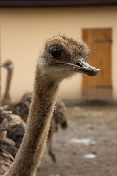 Struisvogel, het hoofd van een jonge struisvogel gluurt van achter het hek, in de corra - Foto, afbeelding