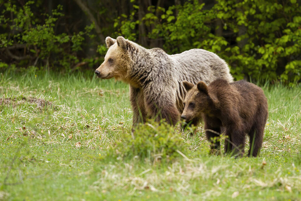 A barna medvebocs és az anya családja tavasszal a zöld mezőn áll. - Fotó, kép