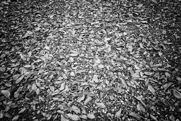 Підлога осіннє листя і каміння, природні
 - Фото, зображення