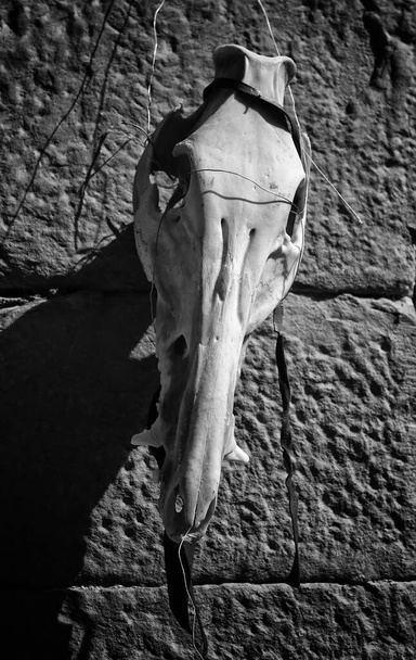 Stará koza lebka, detail čarodějnictví a satan - Fotografie, Obrázek