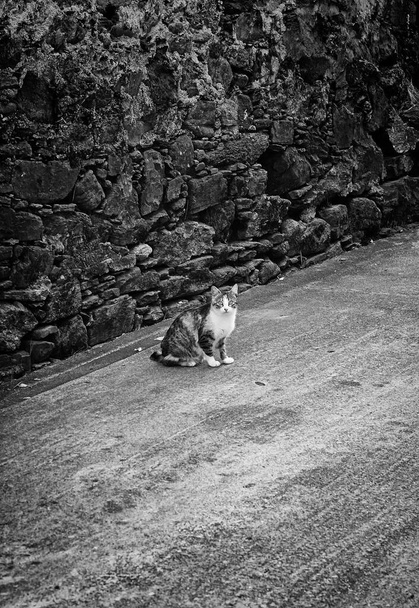Kat op straat en wit brindle kleur, dieren en verwaarlozing - Foto, afbeelding