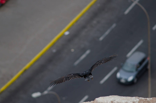 Türkischer Geier Cathartes aura fliegt über der Stadt Arica. - Foto, Bild
