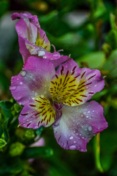 Beuatifl flor de lirio inca en un jardín en África
 - Foto, Imagen