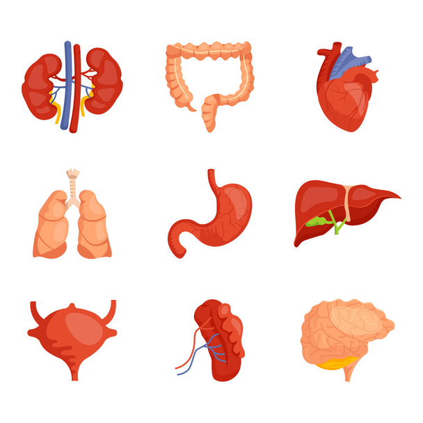 menschliche Organe gesetzt - Vektor, Bild