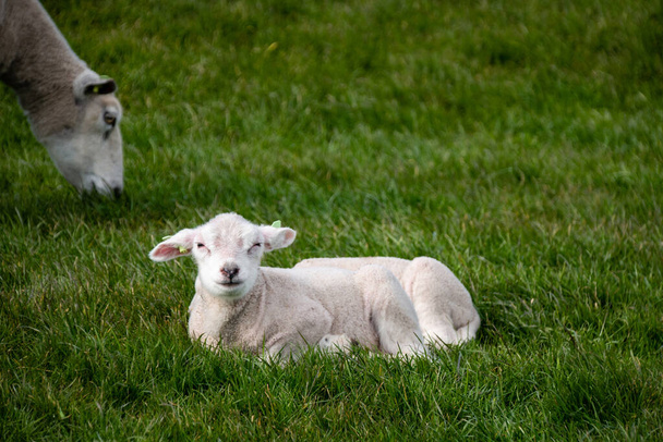 Jagnięta i owce na rowie holenderskiej nad jeziorem IJsselmeer, Widoki na wiosnę, Holandia Noordoostpolder Flevoland - Zdjęcie, obraz